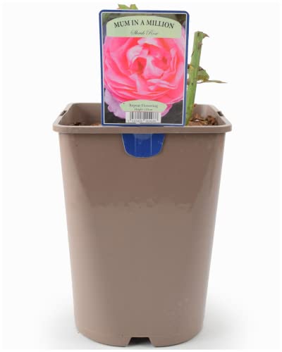 Beautiful Mum in A Million Shrub Rose Plant – Celebration Thank You Gift in A 5.5 Litre Recyclable Nursery Pot. These are Real, Living, British Grown, Garden Ready, Indoor or Outdoor Flowers