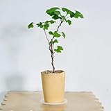 semillas ginkgo 20pcs