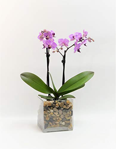 Athena's Garden Live Orchid Plant, Light Pink Double Spike Phalaenopsis in Container, Long Lasting, Easy Care (Orchid PA-OPP3LPSQ4)