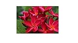 Hawaiian Red Ula`ula Plumeria (Frangipani) Plant Cutting shipped From Hawaii From a Pest-free Certified Hawaiian Nursery with the Proper U.s. Department of Agriculture Stamp.