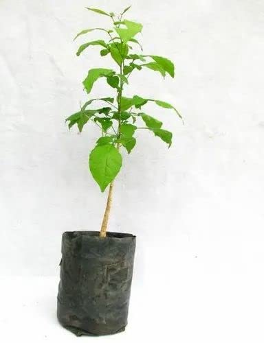 Mphmi Live Plant Nursery NCR Bel Tree, Bilva Patra, Bel Patra (Grown through seeds) - Plant (B0C2F8MYYS) Amazon Price History, Amazon Price Tracker