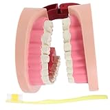 Beatifufu Educativo de Biología para Aprendizaje Científico y Conciencia de Salud Oral