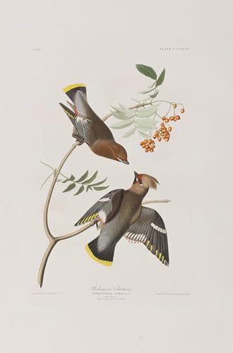 Illustration d'oiseaux d'Amérique pour décoration de bureau et salon élégant