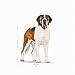ROYAL CANIN Giant Adult Trockennahrung für Hunde – 15 kg