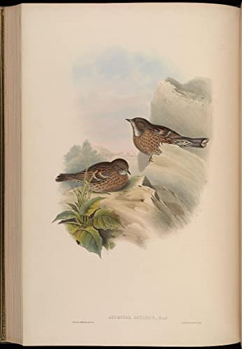 Pinturas famosas de pájaros y arte mural de John Gould en gran formato