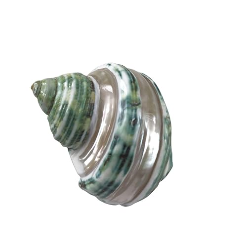 Image of MMvolesy Assorted Turbo Shell,Hermit Crab Shells 5Pc 1.5-2 Inch