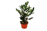 ZZ Plant (Zamioculcas Zamiifolia) - 6' from California Tropicals