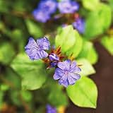 Ceratostigma Plumbaginoides, Blue Leadwort Ground Cover Plant, Hardy Perennial Flowering Shrub for Gardens (Classic Pint/Set of 25)