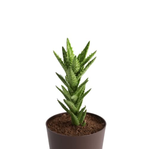 Creative Farmer Succulent Plant Live Aloe Juvenna Or Tiger Tooth Indoor - |Patio|Home|Ndoor|Bedroom|Table|Living Room|Office Decoration Gift (Healthy Plant) (B09K3ZNR89) Amazon Price History, Amazon Price Tracker