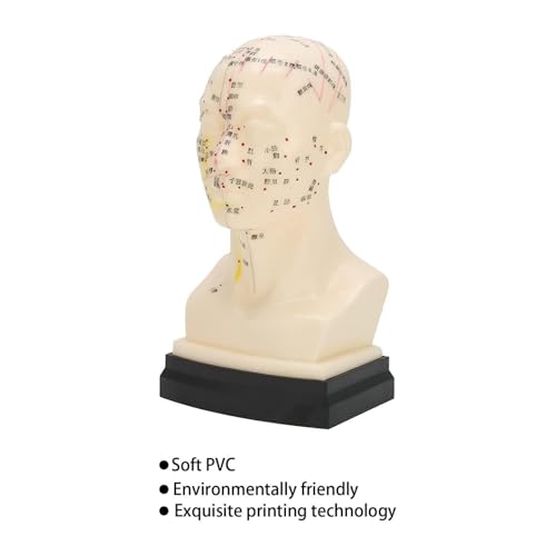 Modelo de Enseñanza Herramientas Humanas ACU, Modelo de Cabeza ACU Transparente para Puntos ACU Preciso miniatura 7