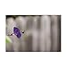Trademark Fine Art, 16x24 The Morning Glory and The Bee by Kurt Shaffer