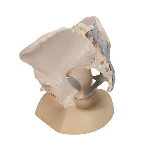 Image of 3B Scientific H20 /2 Female Pelvis w / Ligaments 3 Part - 3B Smart Anatomy