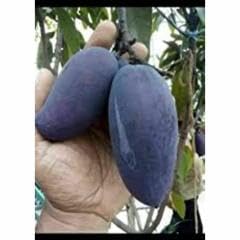 High Yield Rare Black Stone Mango Plant Live Upto 2feet Height Grafted Mature Plant Suitable for Container Gardening (Pack of 1)