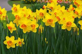 Ekaaksh - Daffodil/ Narcissus/ Nargis Imported Mix Colors Flower Bulbs for Pot/ Land Gardening (Pack of 3 Bulbs)