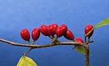 10 Spicebush Wild Allspice Lindera Benzoin Northern Spice Bush Red Berry Yellow Flower Seeds