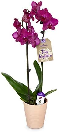 Orchid Flower Plant, Purple in 5" Beige Ceramic Container, From Hallmark Flowers
