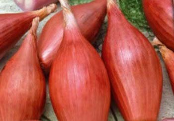 Pcs - 400x Oignon Rossa Longa Di Firenze de Firenze Oignons Légumes Jardin Plantes Graines K195 - Seeds & Plants Shop by Ipsa