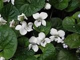 New Fresh 25pcs Viola odorata Queen of Snows Plant Flower Seeds Generic