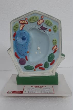 AI-Plant Cell Model/Anatomical Model/Plant Cell Model Educational Kit/Plant Cell Model Great for Classroom Learning, Teaching & Stem Kits Clearly Labeled Organelles/Used in school & colleges for educational purpose/10"x15"