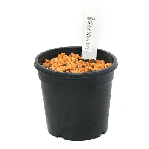 【charm】(山野草)テンナンショウ(天南星)野方産マイヅルテンナンショウ(舞鶴天南星)Sサイズ 1球入り 3号(1ポット) 【charm】(山野草)テンナンショウ(天南星)野方産マイヅルテンナンショウ(舞鶴天南星)Sサイズ 1球入り 3号(1ポット)