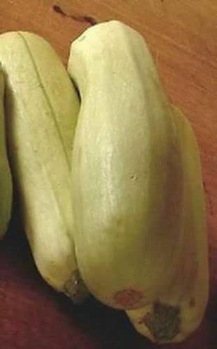 15 SEMI- ZUCCHINO Bianca di Trieste