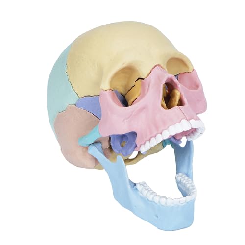 awagas 2024 New Human Anatomy Skull Model,17 Part Puzzle of Skull and 10 Knowledge Flash Cards Detachable Palm Sized Mini Human Medical Skull Model
