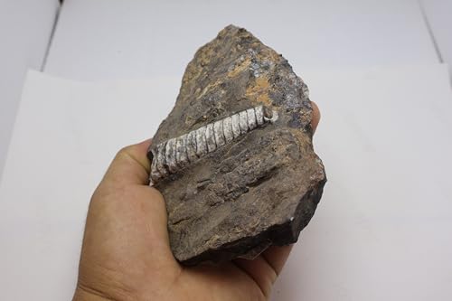 Image of Natural Orthoceras Fossil from Devonian Period Fossil from Morocco A309