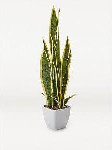 Snake Plant (Pack Of 1) AZ_526-image-39