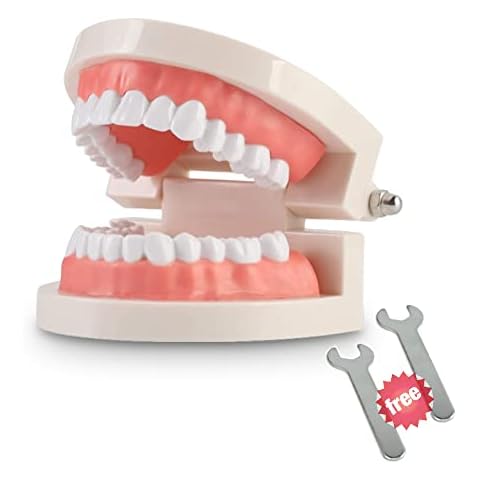 THINKPRICE Adult Standard Teeth Model Cover