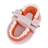 Alipis Professionelles Zahnmodell Gebiss Anatomisches Demonstrationsmodell Orales Zahnmodell für Behandlungsplanung Erweiterbar um 180° aus Umweltfreundlichem Material