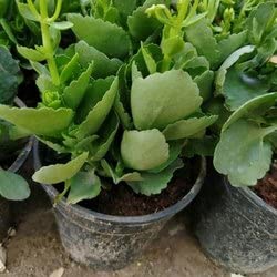 SelfLine | Patharchatta Live Medicinal Plant | Kalanchoe Pinnata | Cathedral Bells | Air Plant | Life Plant | Miracle Leaf | Goethe Plant (B0B6RMNJRP) Amazon Price History, Amazon Price Tracker
