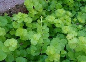 Lysimachia nummularia ‘Aurea’ Bundle Plants - B129 - BUY 2 GET 1 FREE Live Aquatic Plant
