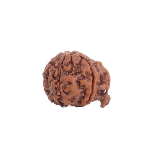 Image of Astrotalk Ganesh Mukhi Rudraksha | Remove Obstacles & Unlock Success | Wisdom, Protection & Confidence | Sacred Rudraksha Bead for Women & Men