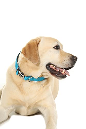 Doodlebone, Padded Dog Collar, Adjustable Breathable Comfort Collar with Reflective Stitching - Image 3