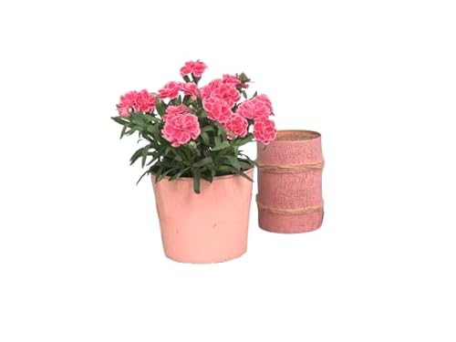 Planta Clavel Dianthus – Regalo Ideal para Amantes de la Jardinería