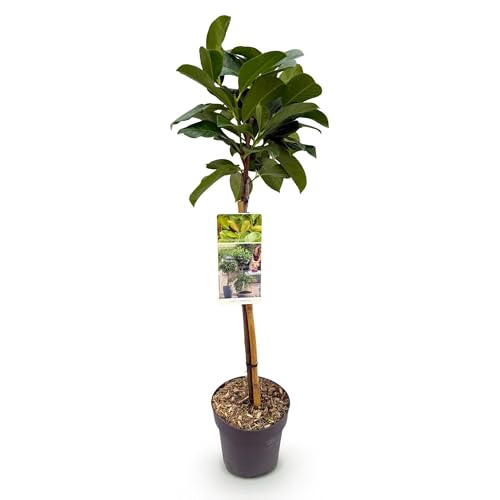 GreenboutiQ - Plante de jardin - Prunus lauroverasus Etna® - Plante en tige - Plante de terrasse - Persistante - Peu d'entretien - Pot 19cm Hauteur 90cm