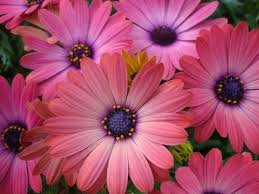 Creative Farmer Flower Seeds For Gardening Daisy Rose Mixed Flower Seeds - Kitchen Garden Pack (B01M021QJN) Amazon Price History, Amazon Price Tracker