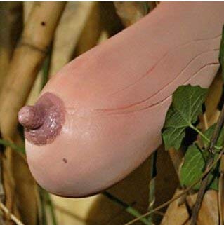 Potseed pianta RARA Vietnam Zucca Asciugamano Seed Gusto Hanging Seno Melone Giardino Decorazione vegetale Trasporto Libero F140 20pcs