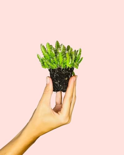 Pitaya Mini | Plantas Naturales | Pur Plant