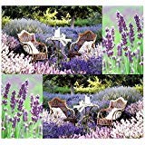 (50) semi di lavanda ITALIANI - Lavandula Officinalis