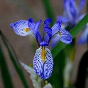 Semi Wild Blue Iris Flower (Iris missouriensis) 50 + Semi