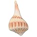 Dakshinavarti Shankh White Valampuri Sangu Pooja Shankh Original Right Hand Lakshmi Conch Rare for Worship Hindu Religious Natural Abhishek Shankh Shell Sangu Small 1.5