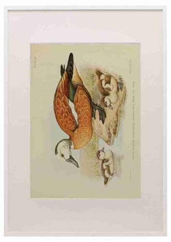 Davis Sergeant Charles South African Birds: Captivating Art for Your Home Davis Sergeant Charles South African Birds: Captivating Art for Your Home