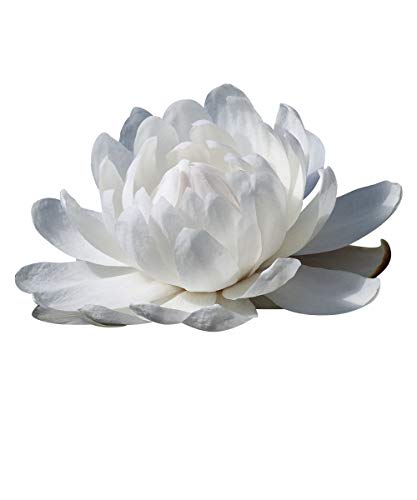 Paquet 10 Graines Nymphaea Ampla (Lotus blanc)