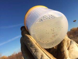 Easy Check per MONITORAGGIO INFESTAZIONE da VARROA