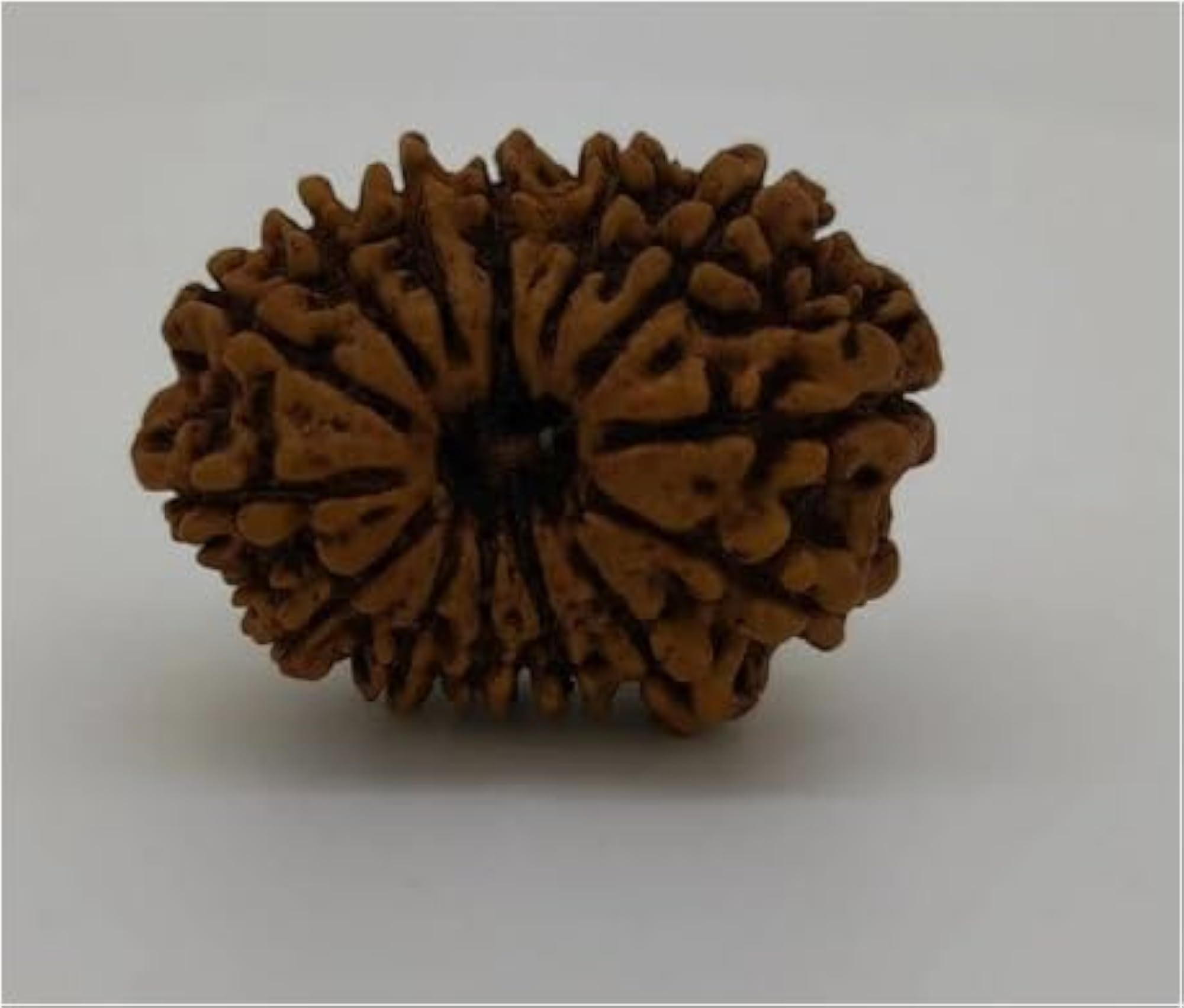 Genuine Fourteen Face Rudraksha, IGL Lab Certified