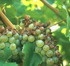 Plant Nursery Green Grape Live Healthy Plant With Pot Pack Of 1 (B0BXR982H3) Amazon Price History, Amazon Price Tracker