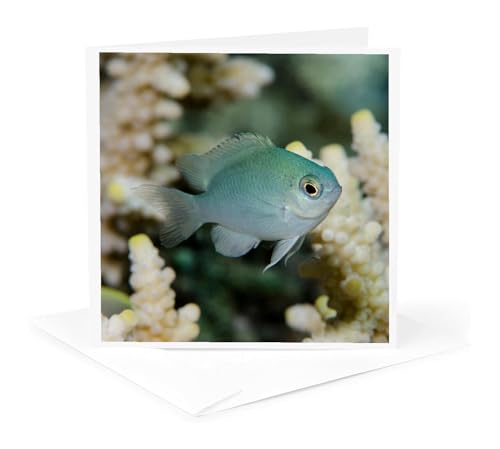 3dRose Blue green Chromis, Chromis viridis, Rainbow Reef, Fiji. 1 Greeting Card with envelope