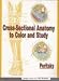 Cross-Sectional Anatomy to Color and Study