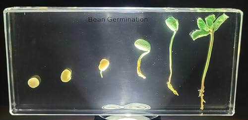 Image of Bean Germination in 6.3 inch Crystal Clear Lucite Resin Paperweight Block Botanist Herb Crafts Collection for Botany Science Education & Desk Ornament Display Decor Specimen